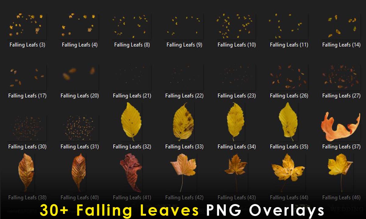 30+ Falling Leaves PNG Overlays