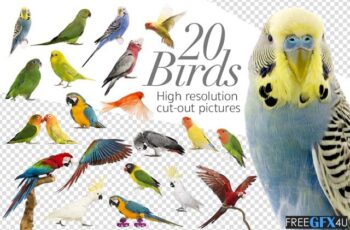 Free Download 20 Birds Cut-Out High in Resolution Pictures