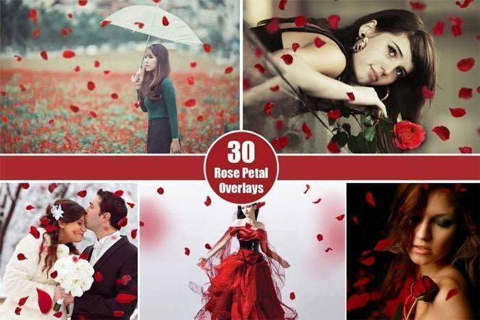 30 Falling Rose Overlay
