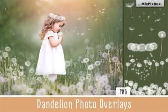 CreativeMarket - Dandelion Overlays