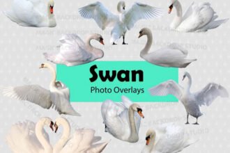 20 Swan Png Overlays