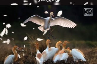Feathers PNG Overlays