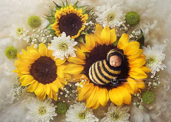 Sunflower Bee With or Without The Bee